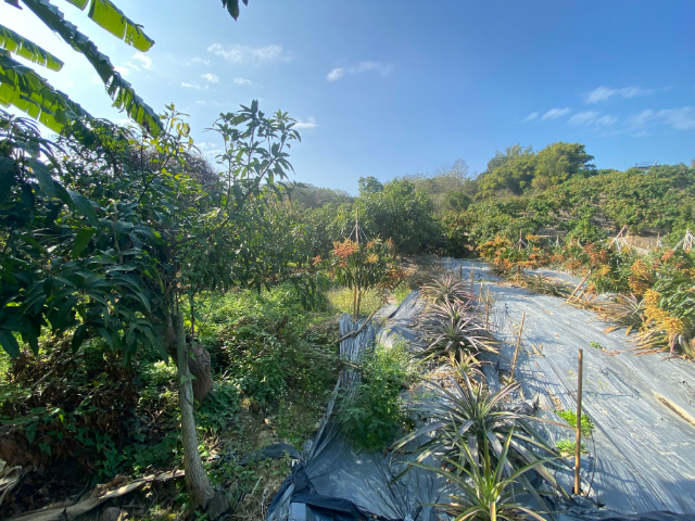玉井九層林景觀休閒農地,台南市玉井區九層林段