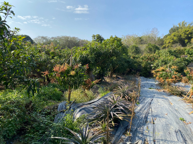 玉井九層林景觀休閒農地,台南市玉井區九層林段